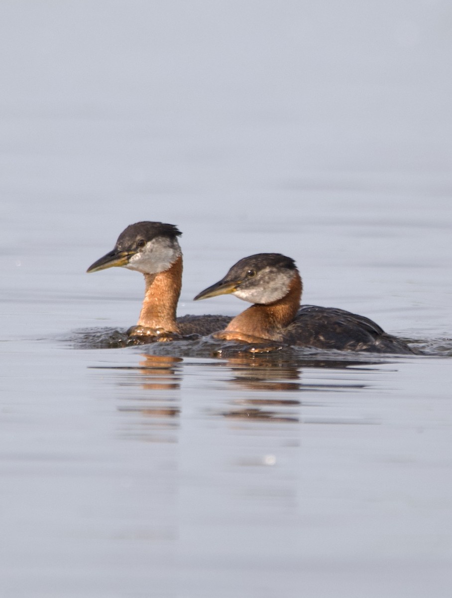 Red-necked Grebe - ML589385731
