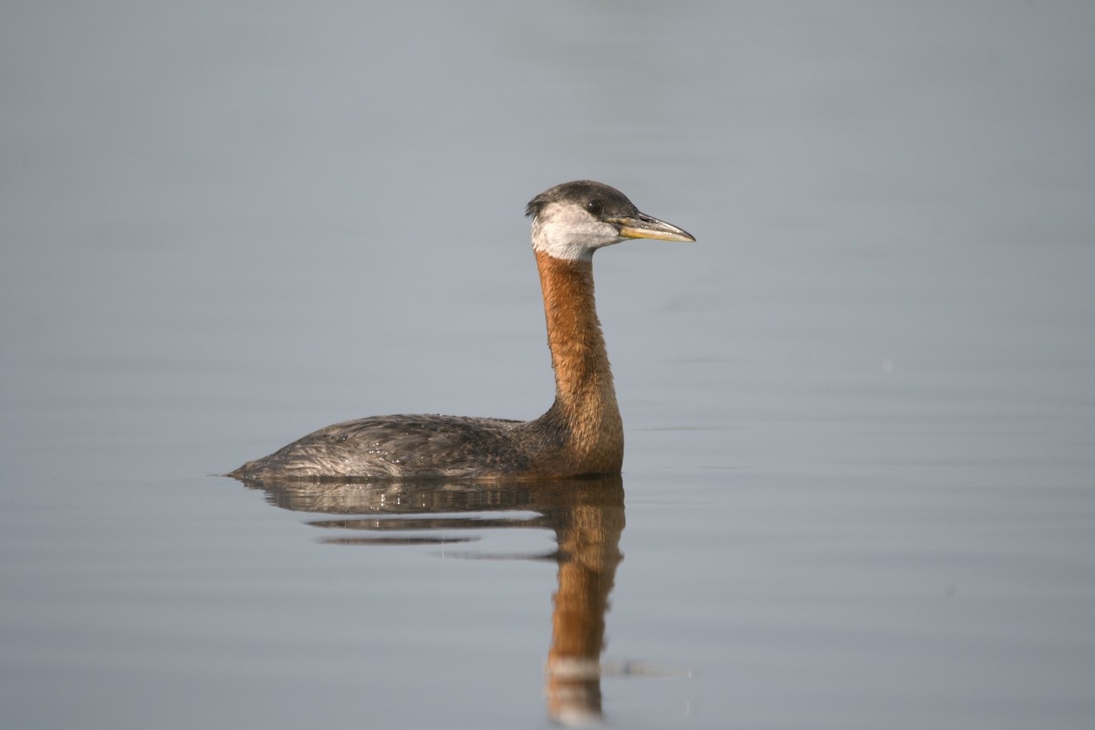 Red-necked Grebe - ML589385741