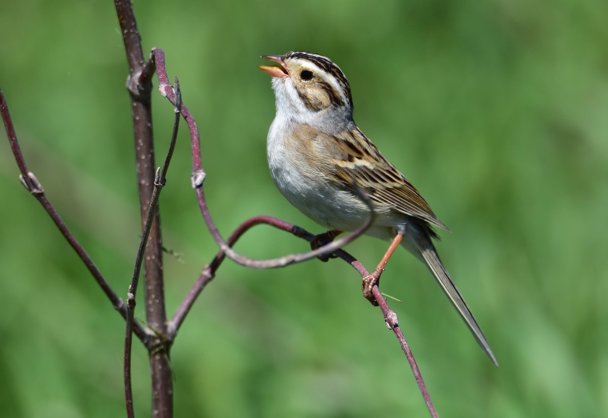 Clay-colored Sparrow - Dean Hester