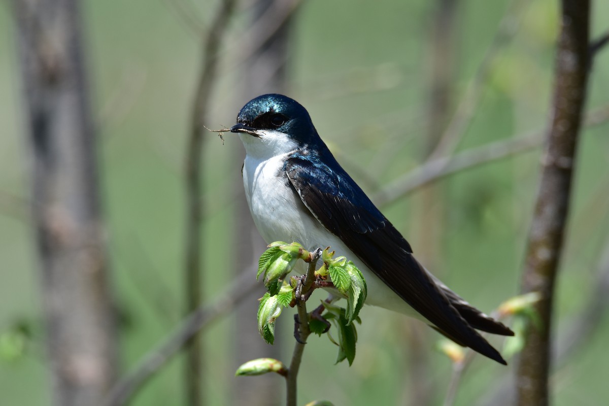 Tree Swallow - ML589386061