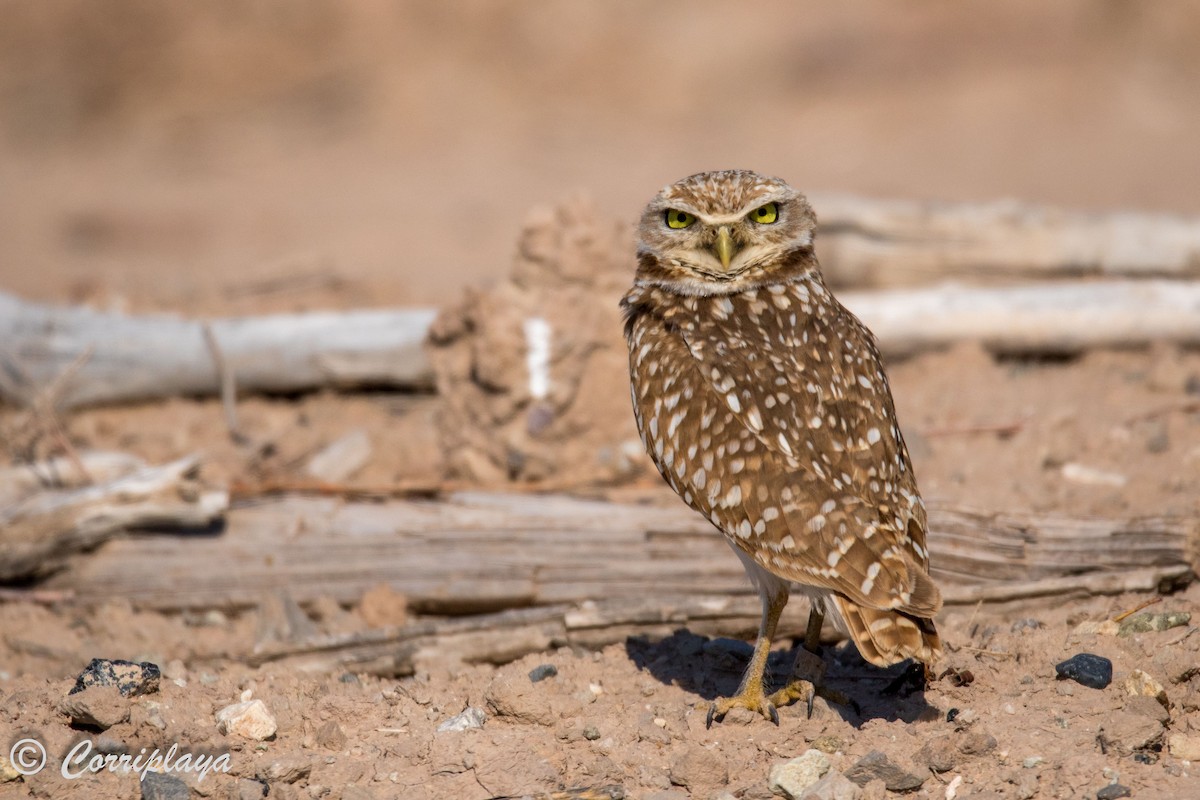 Burrowing Owl - ML589387181