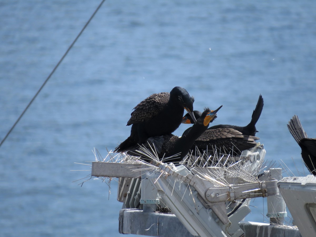 Double-crested Cormorant - ML589387221