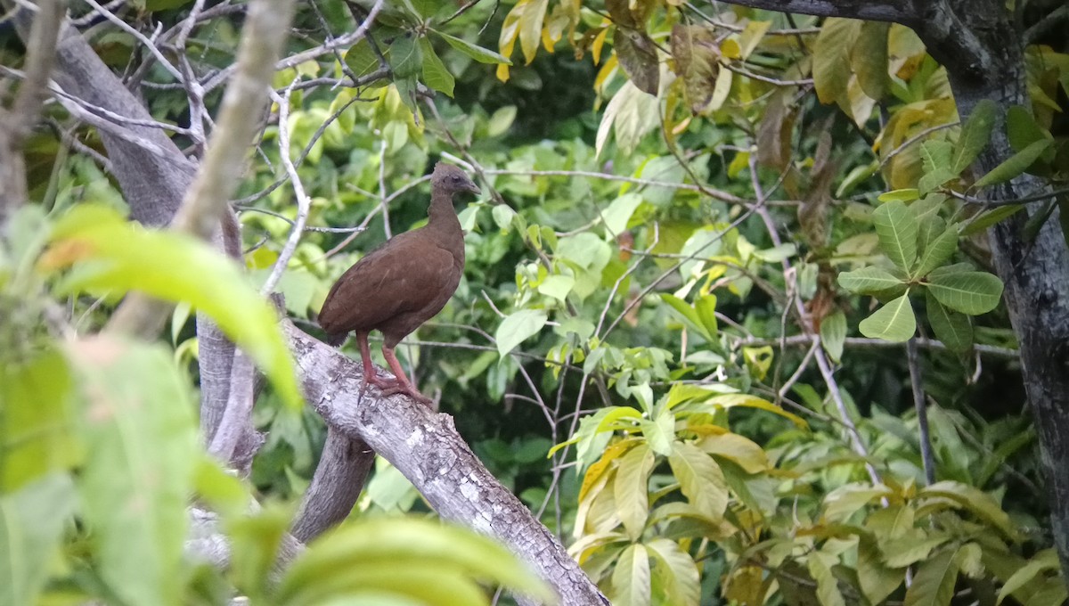 Sula Megapode - ML589387901