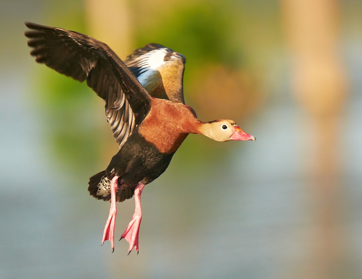 Black-bellied Whistling-Duck - Chris Fagyal