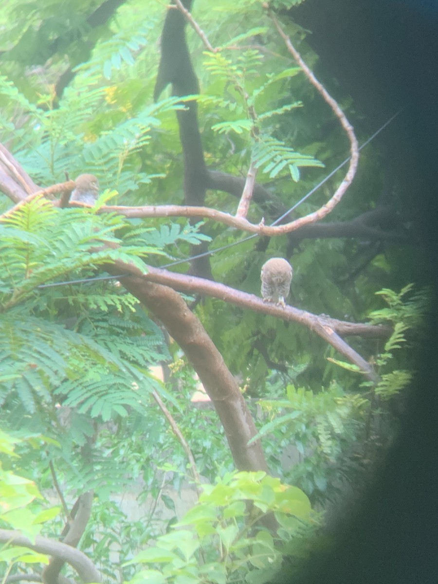 Jungle Owlet - ML589389091