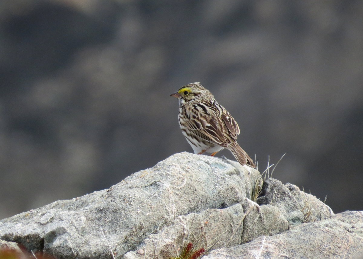 Savannah Sparrow - ML589389201