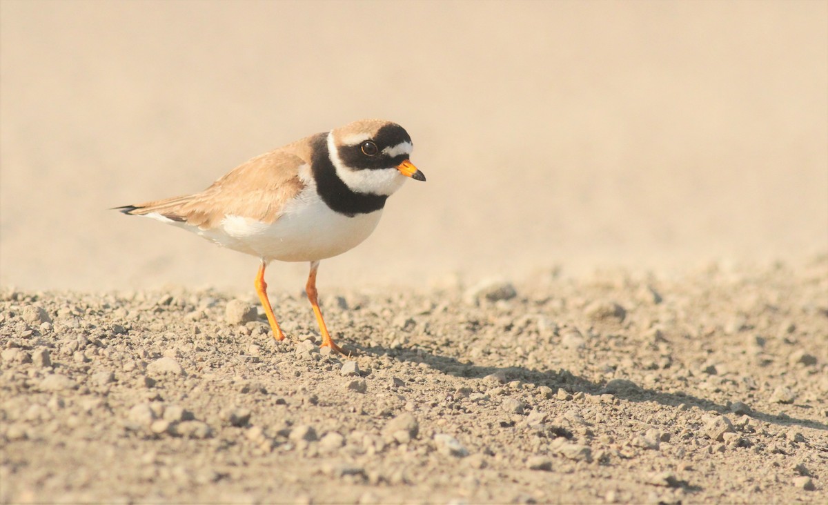 Common Ringed Plover - ML589389361