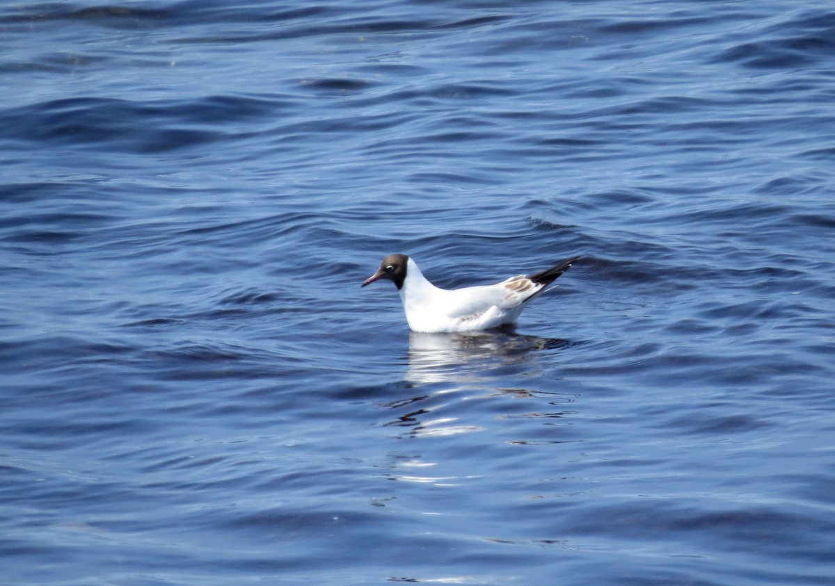 Black-headed Gull - ML589389441