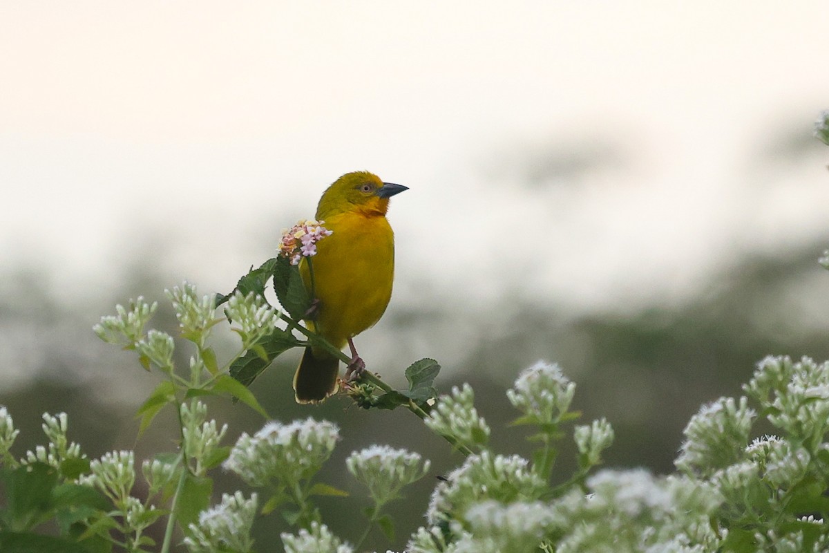 Holub's Golden-Weaver - ML589389601