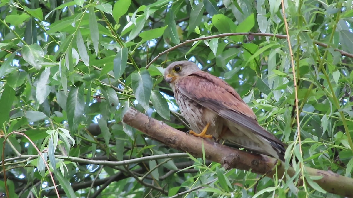 Eurasian Kestrel - Boris Gi