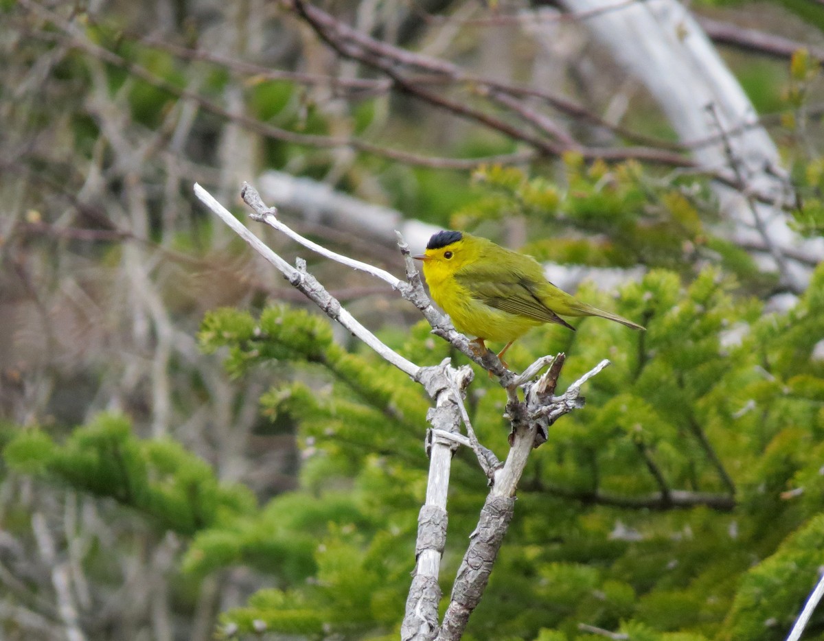 Wilson's Warbler - ML589390421