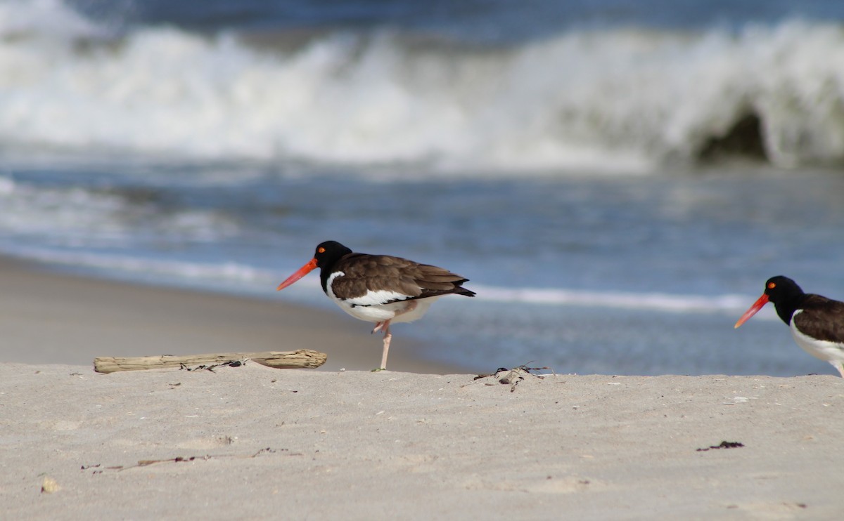 American Oystercatcher - ML589390441