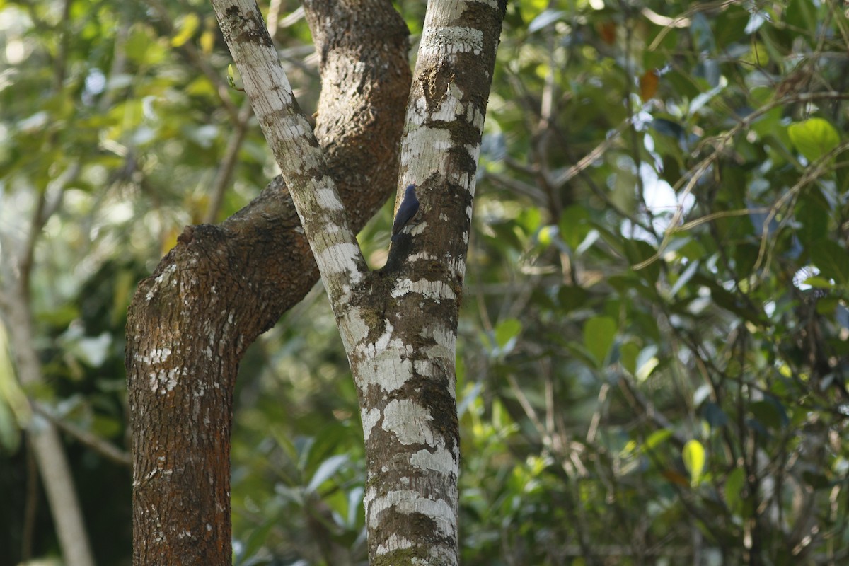 Velvet-fronted Nuthatch - PANKAJ GUPTA