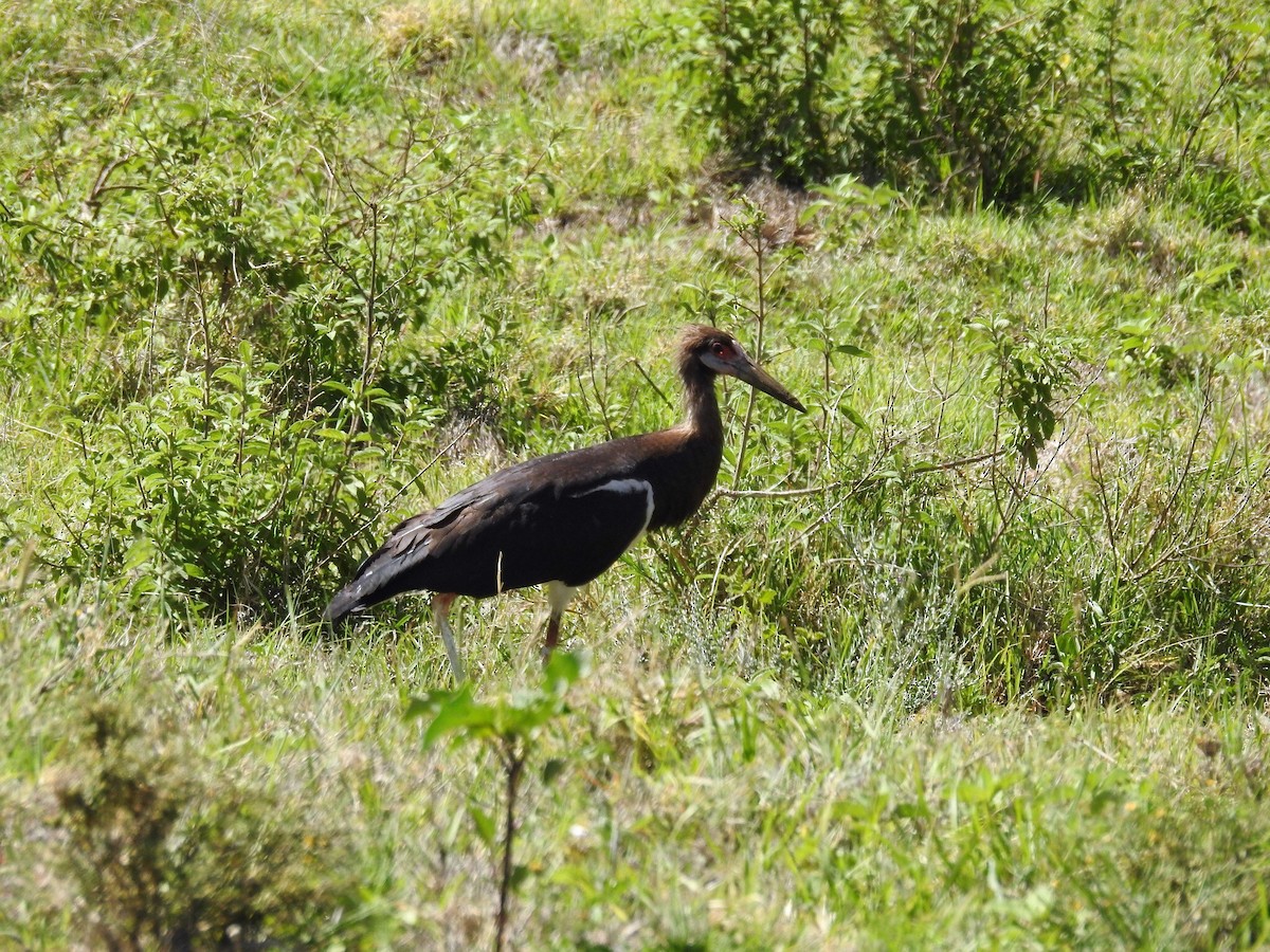 Cigogne d'Abdim - ML58939141