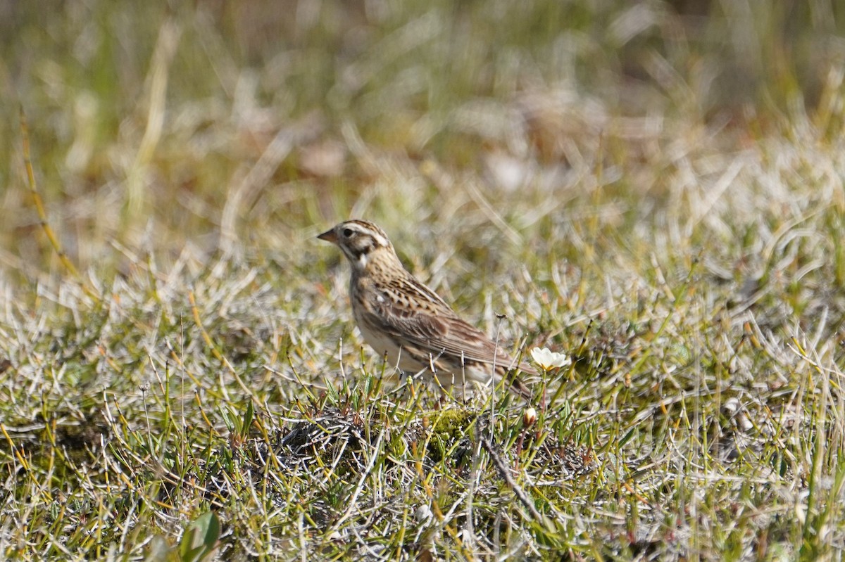 Smith's Longspur - ML589391451