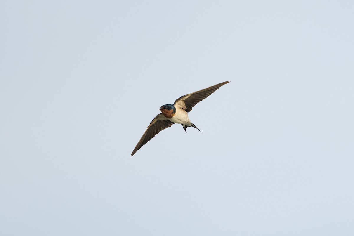 Red-chested Swallow - ML589392111