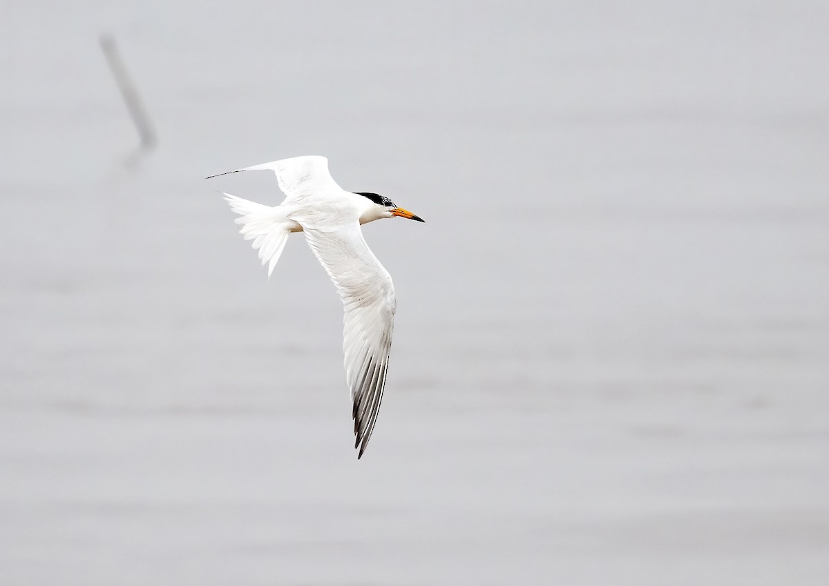 Chinese Crested Tern - ML589392121