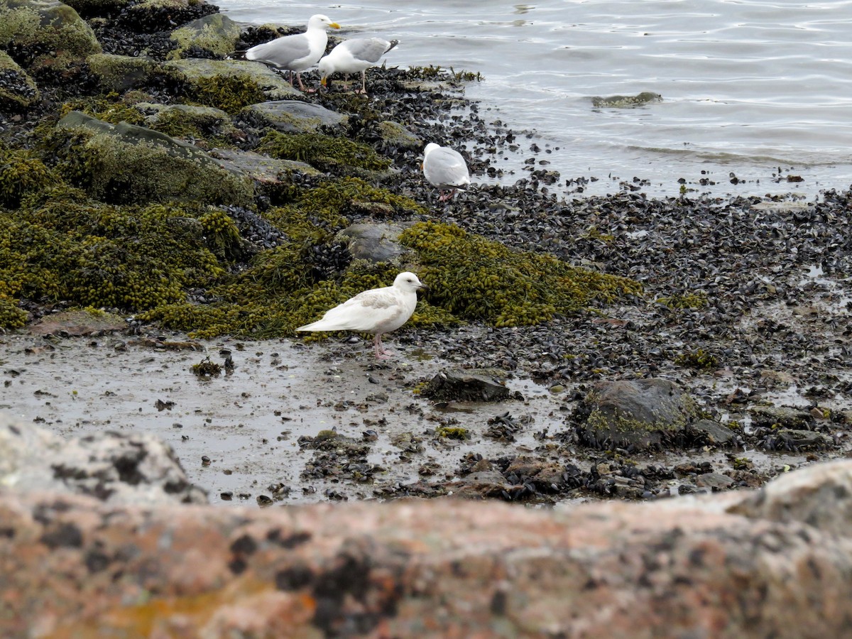 Iceland Gull - ML589392451