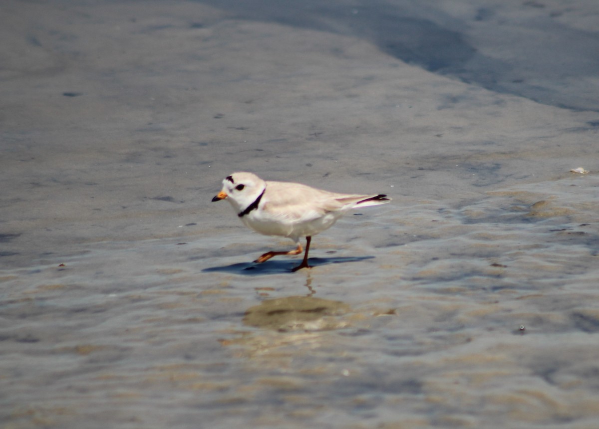 Piping Plover - ML589392821