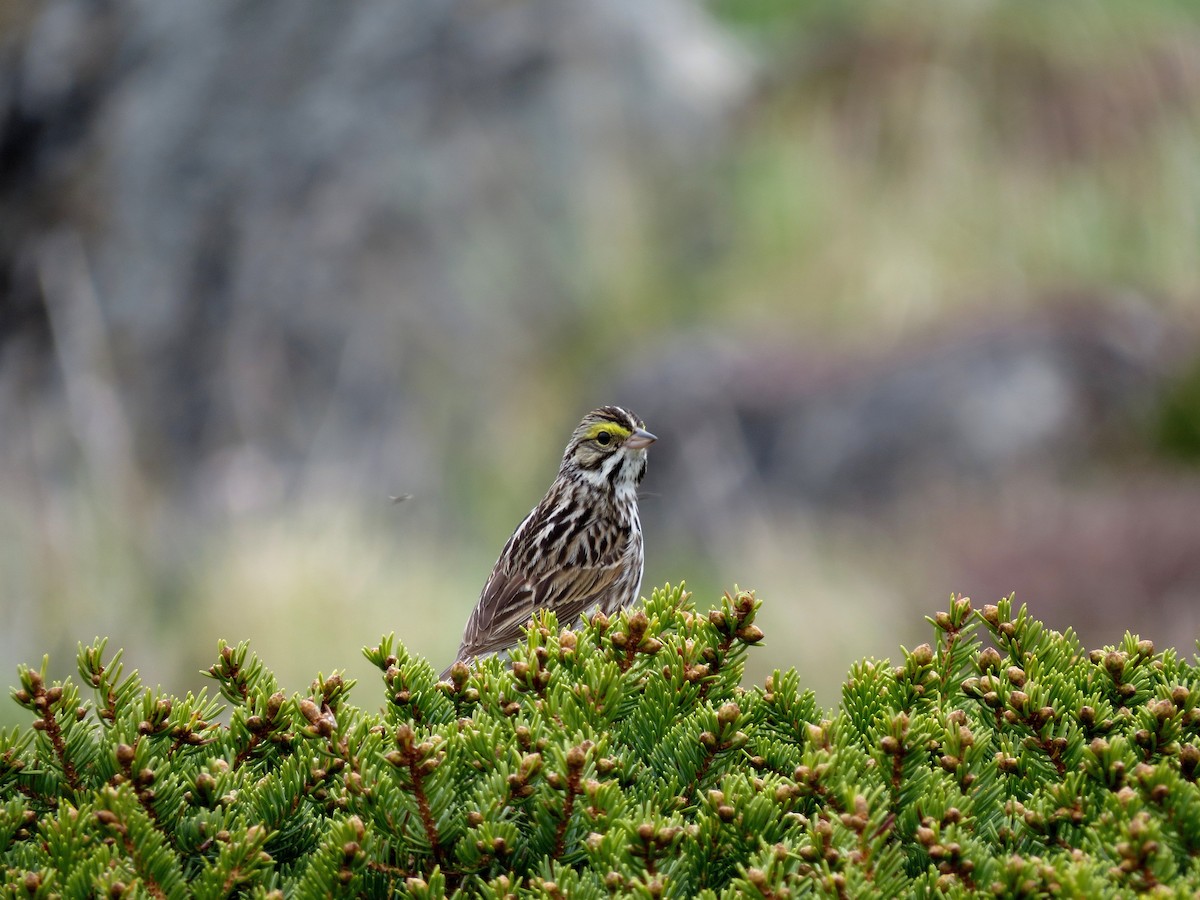 Savannah Sparrow - ML589392871