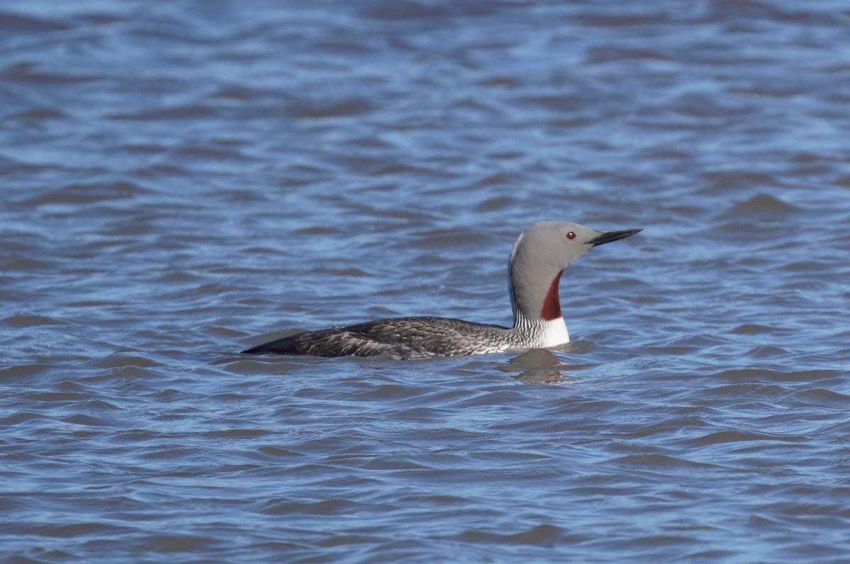 Red-throated Loon - ML589393031