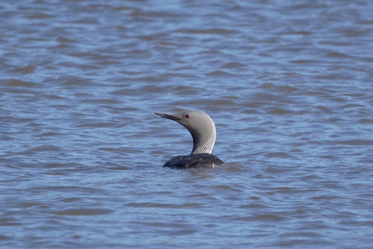 Red-throated Loon - ML589393041