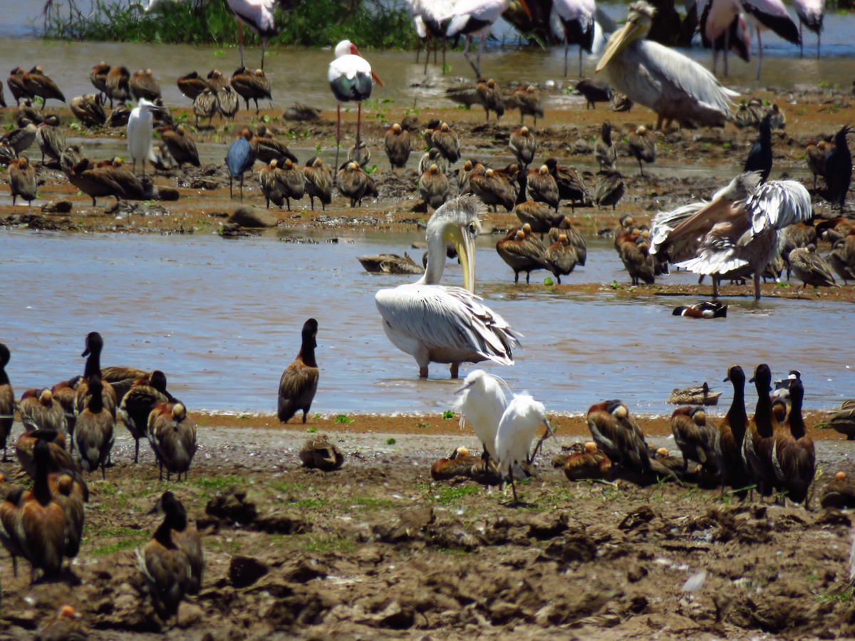 Great White Pelican - Anonymous