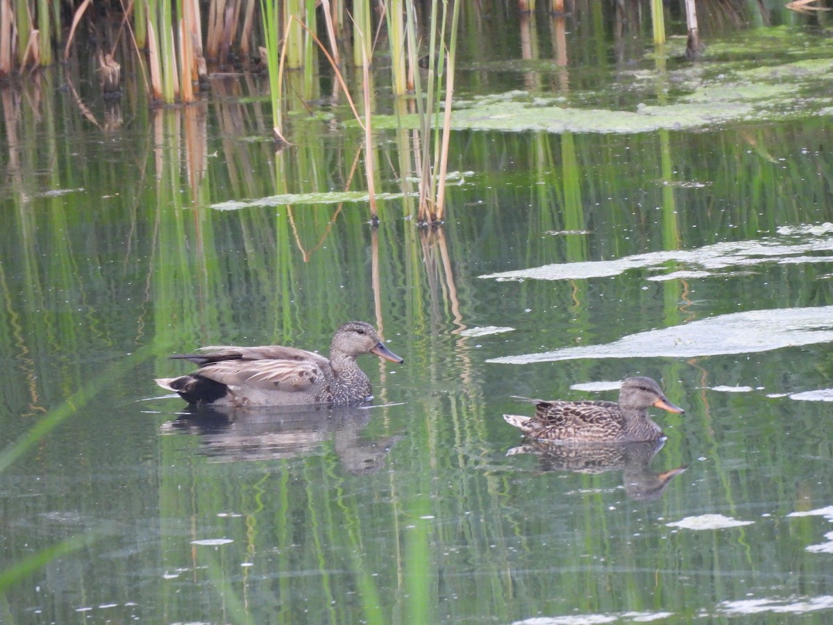 Gadwall - ML589393301