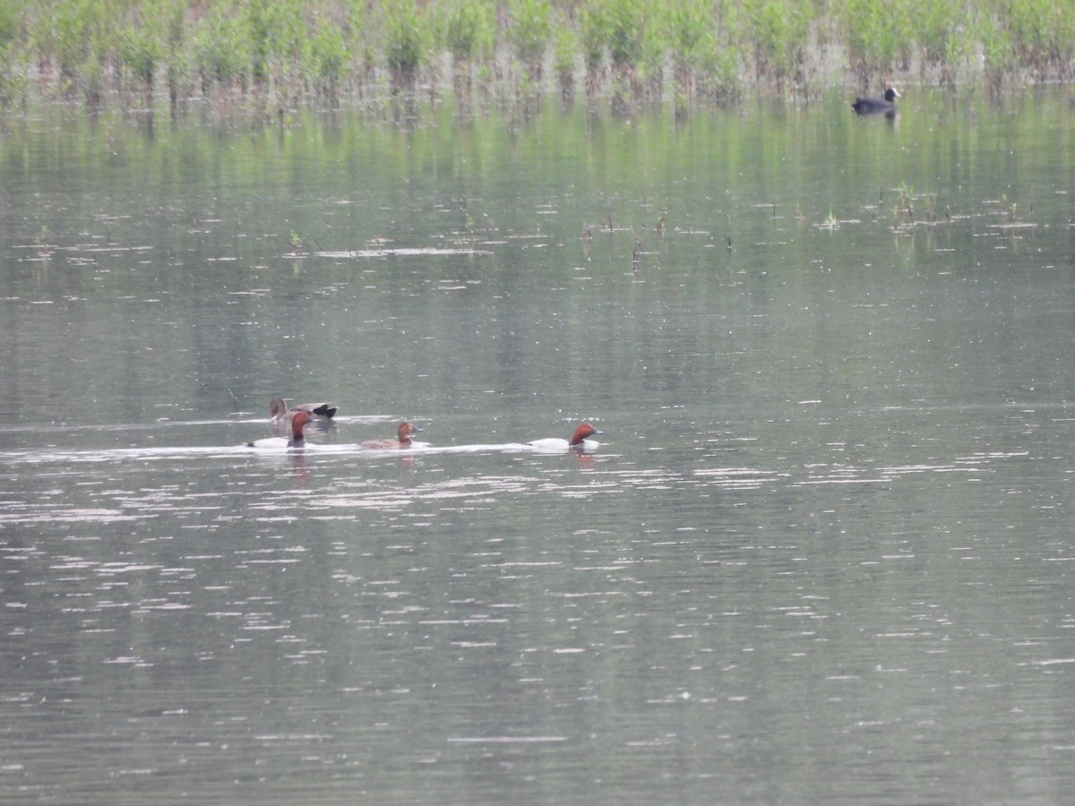 Common Pochard - ML589393341