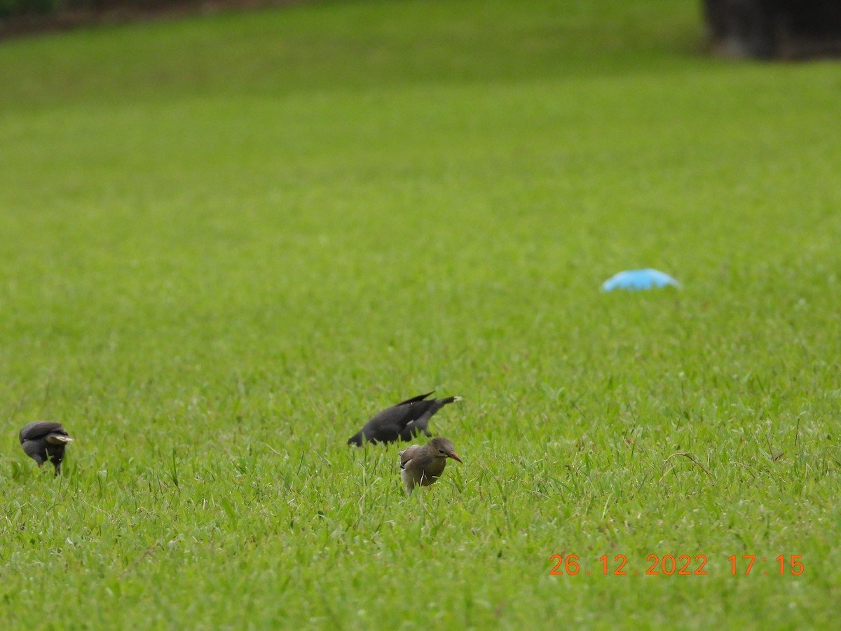 Red-billed Starling - ML589395181