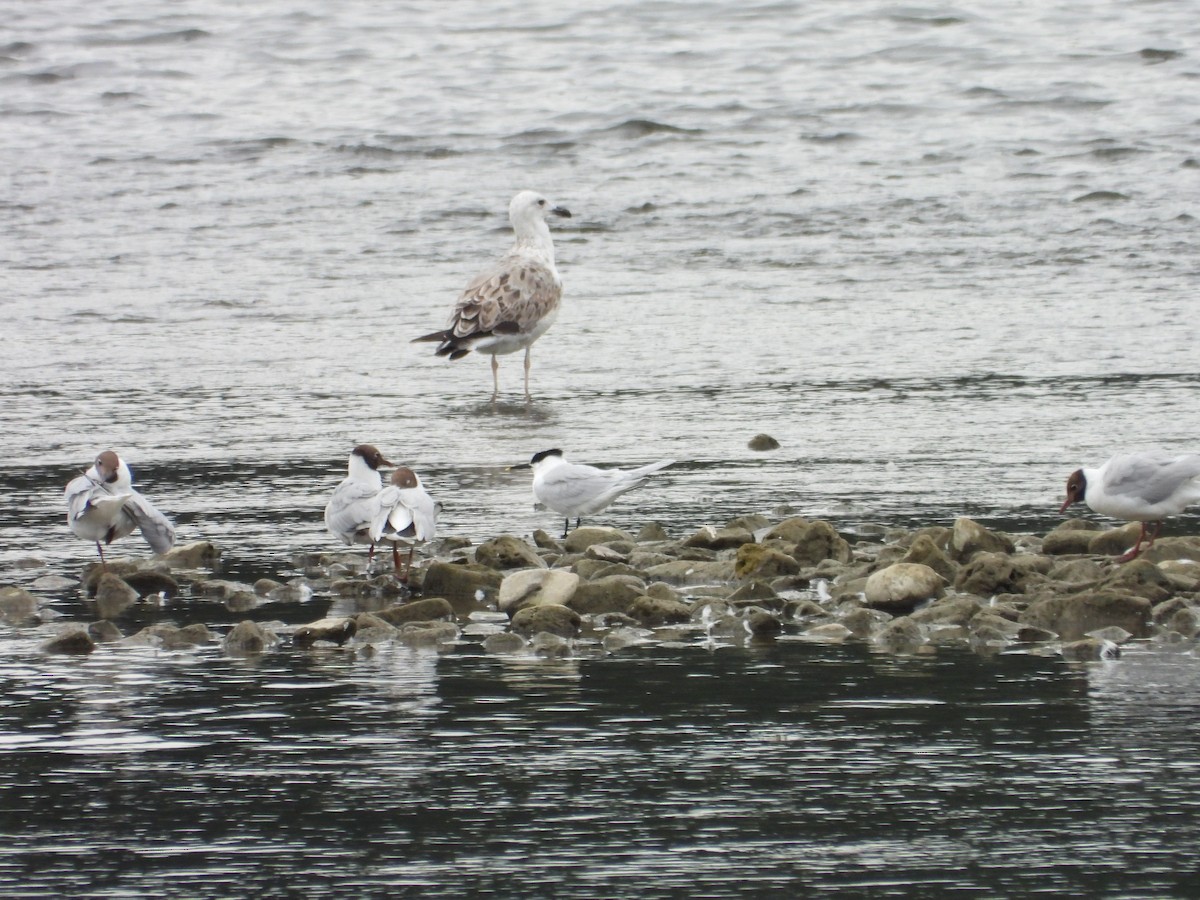 Sandwich Tern - ML589395191