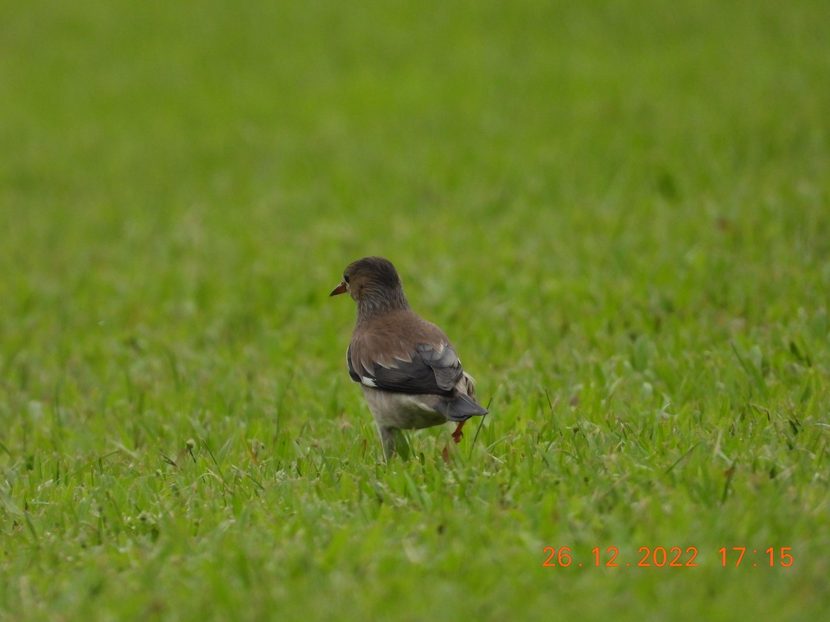 Red-billed Starling - ML589395201