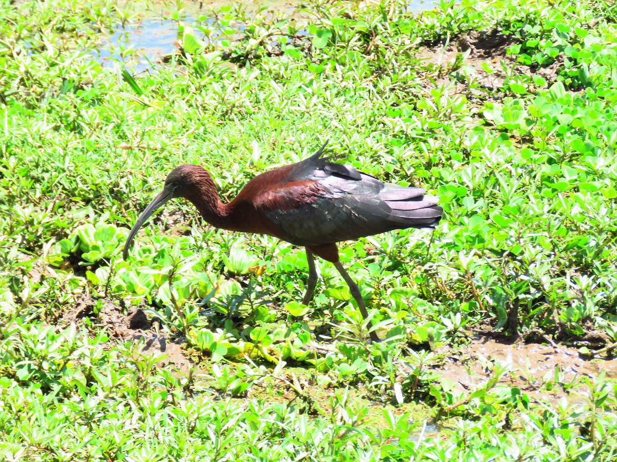 ibis hnědý - ML58939551