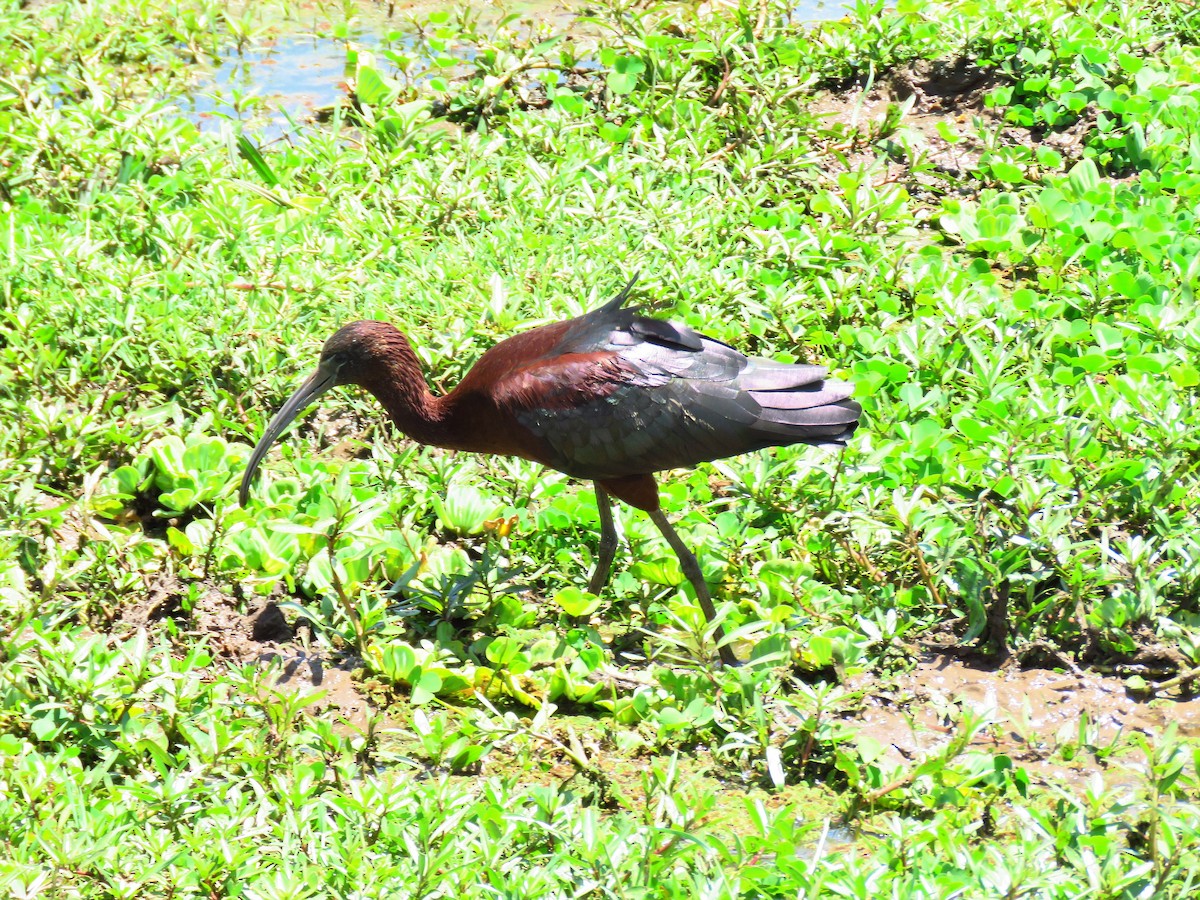 Glossy Ibis - ML58939551