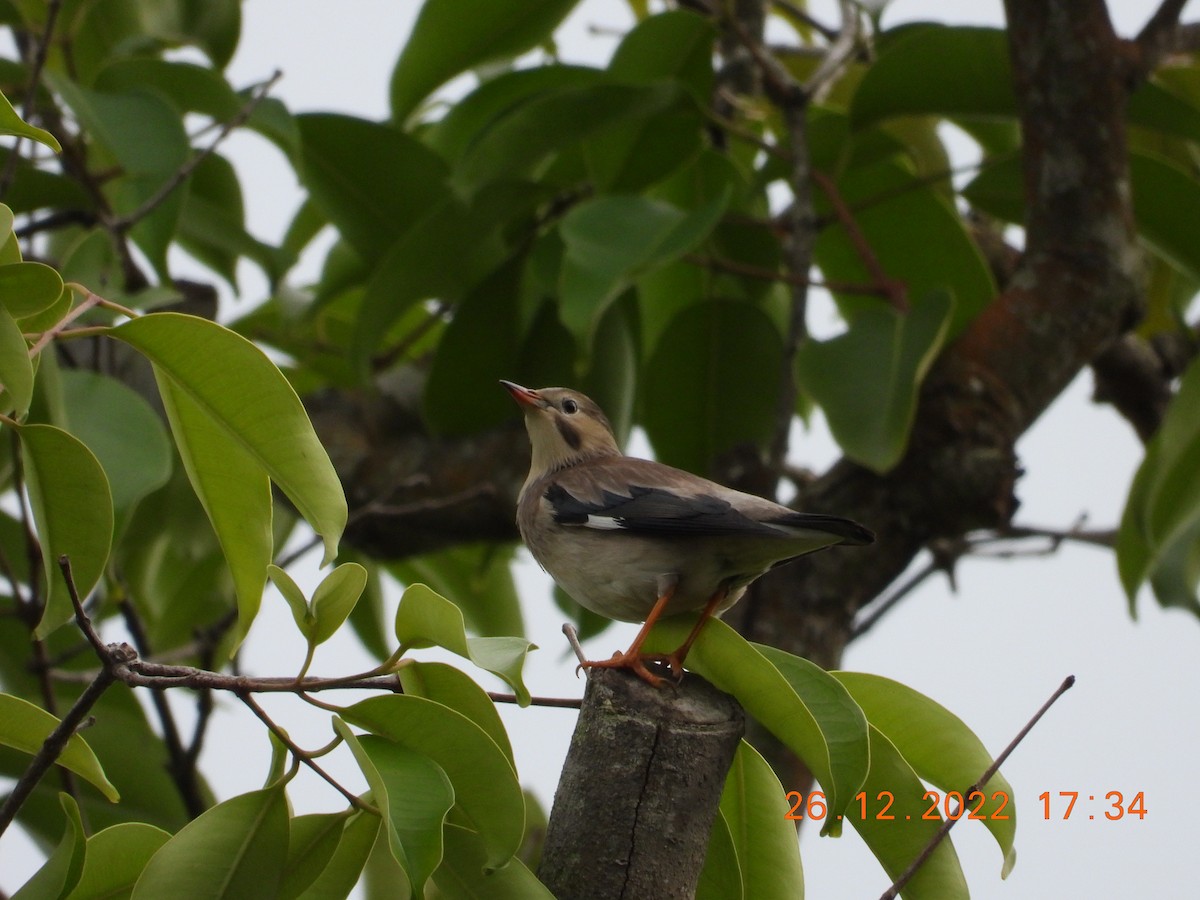 Red-billed Starling - ML589395531