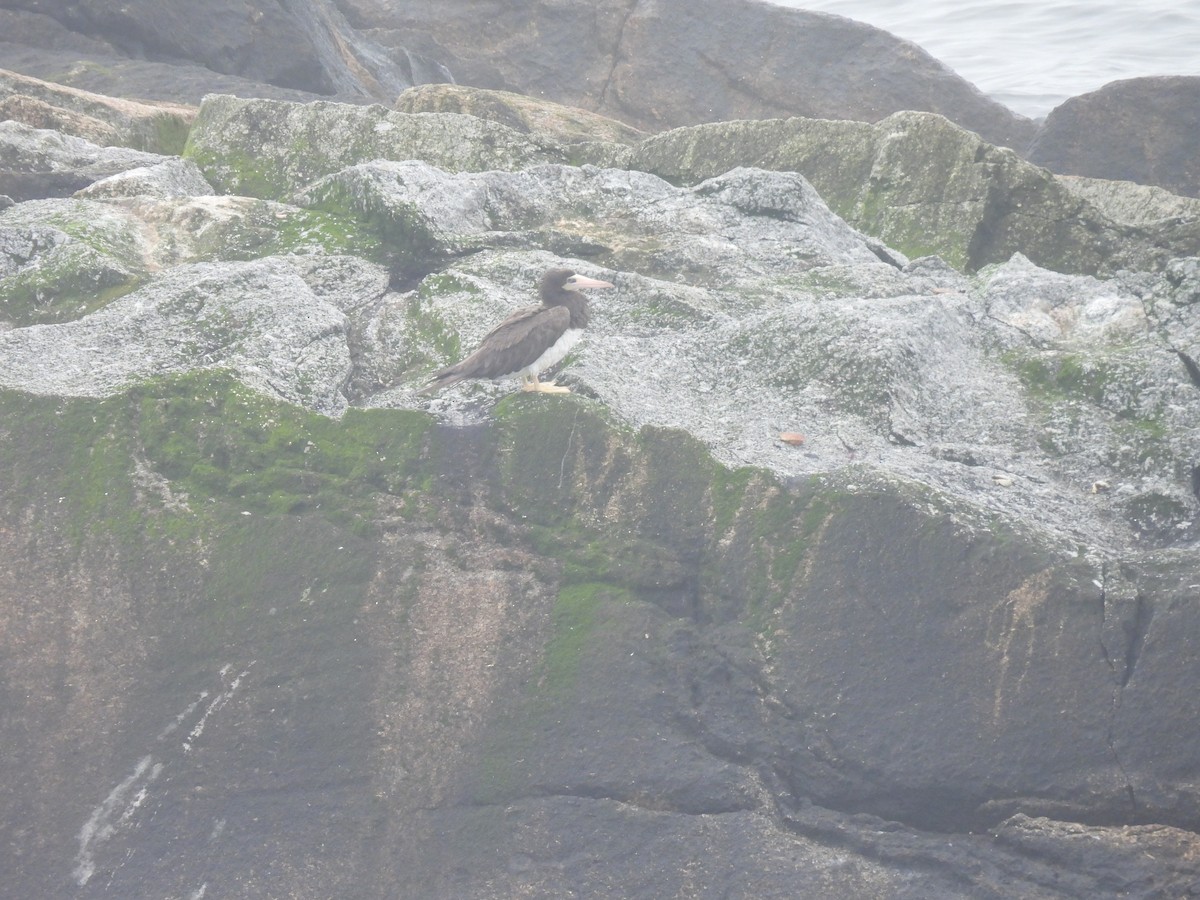 Brown Booby - ML589395591