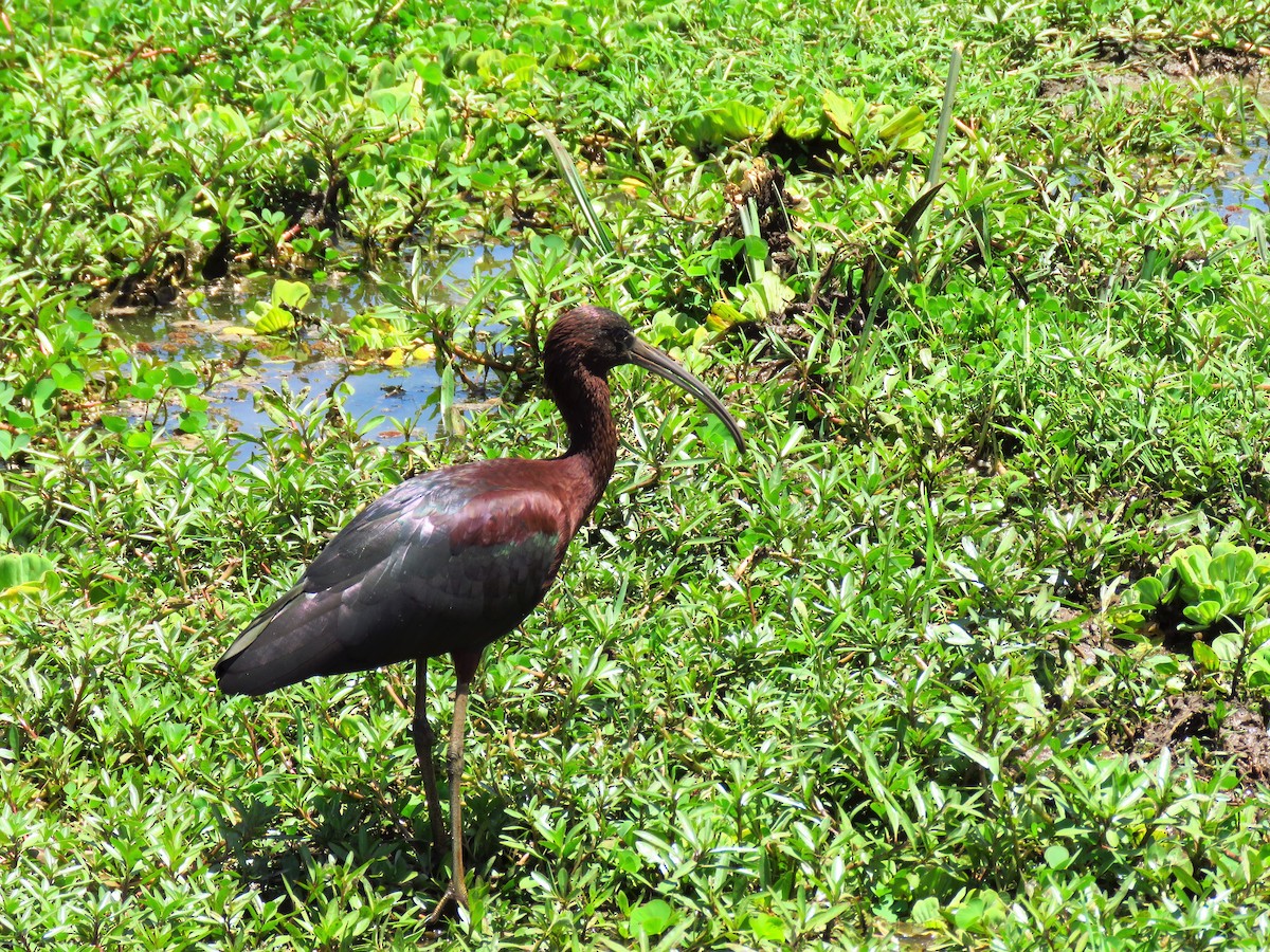 ibis hnědý - ML58939561