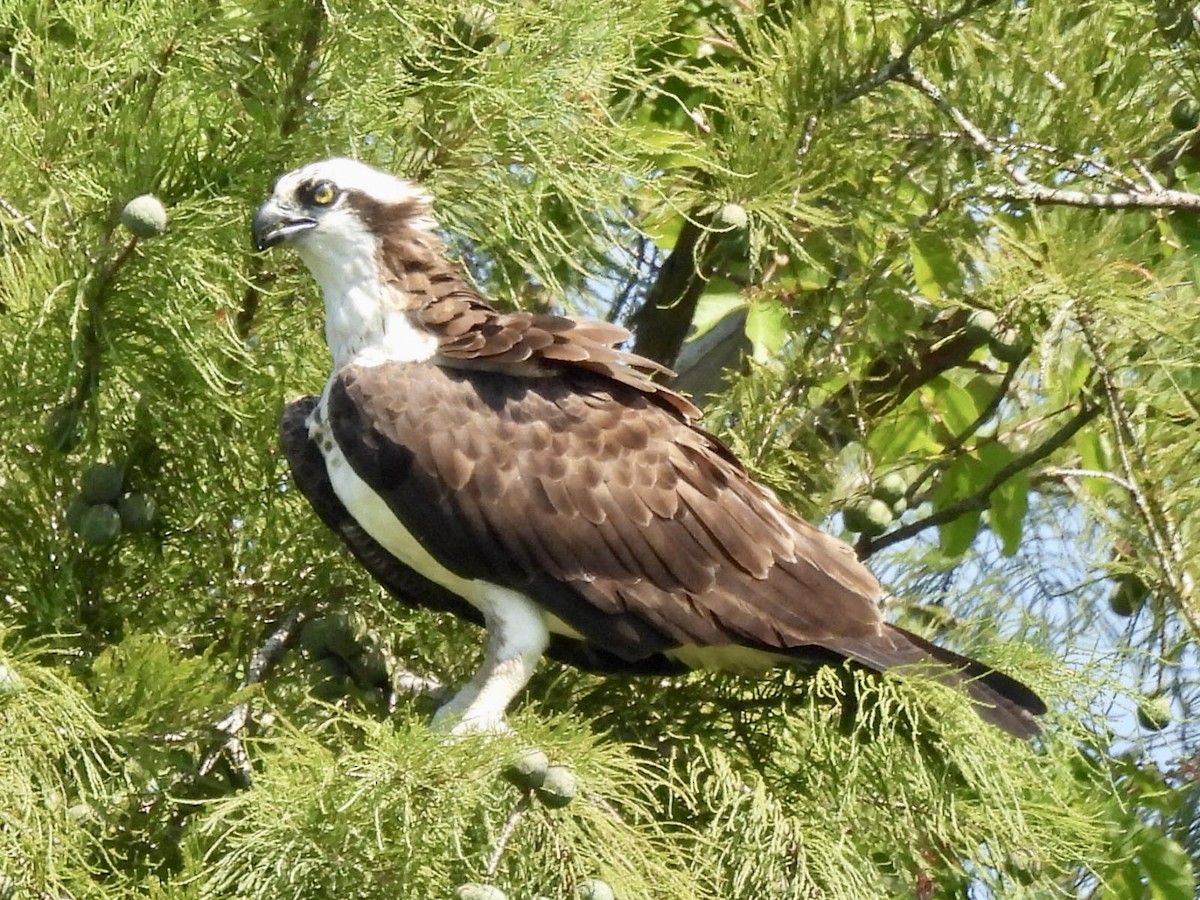 Osprey - ML589395991