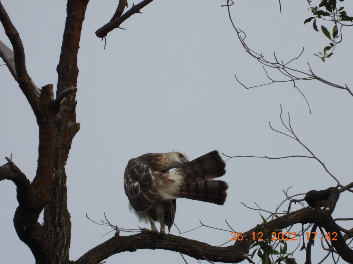 Changeable Hawk-Eagle - ML589396031