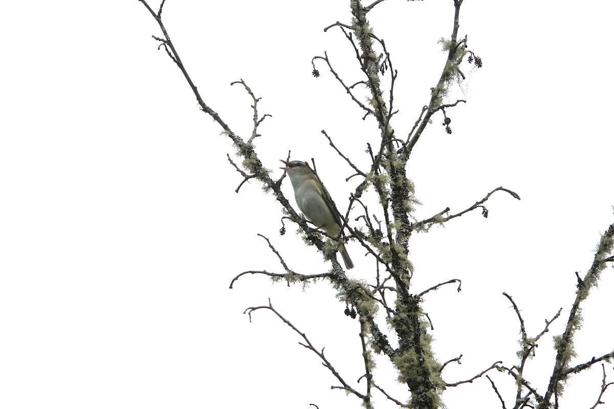 Viréo aux yeux rouges - ML589397121