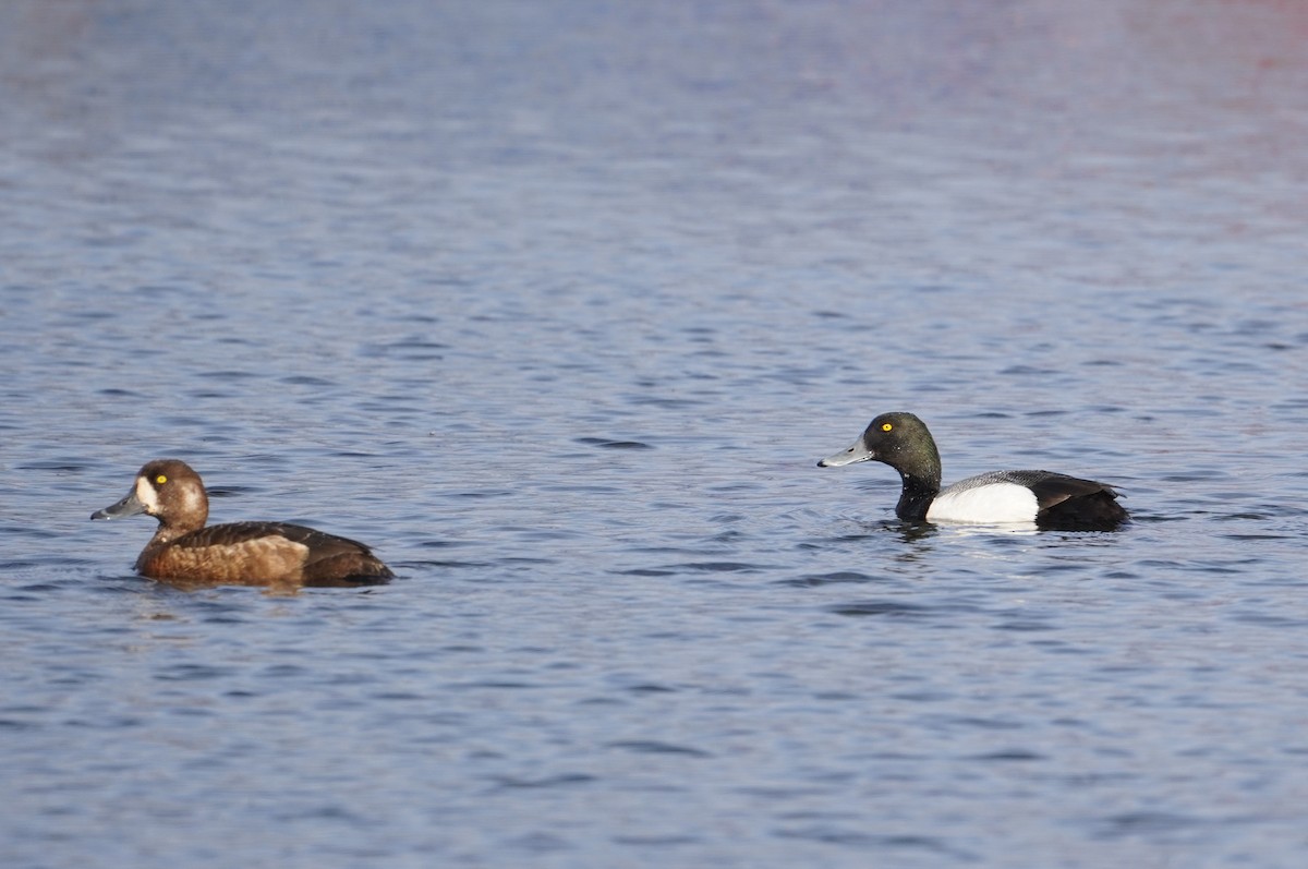 Greater Scaup - ML589397301