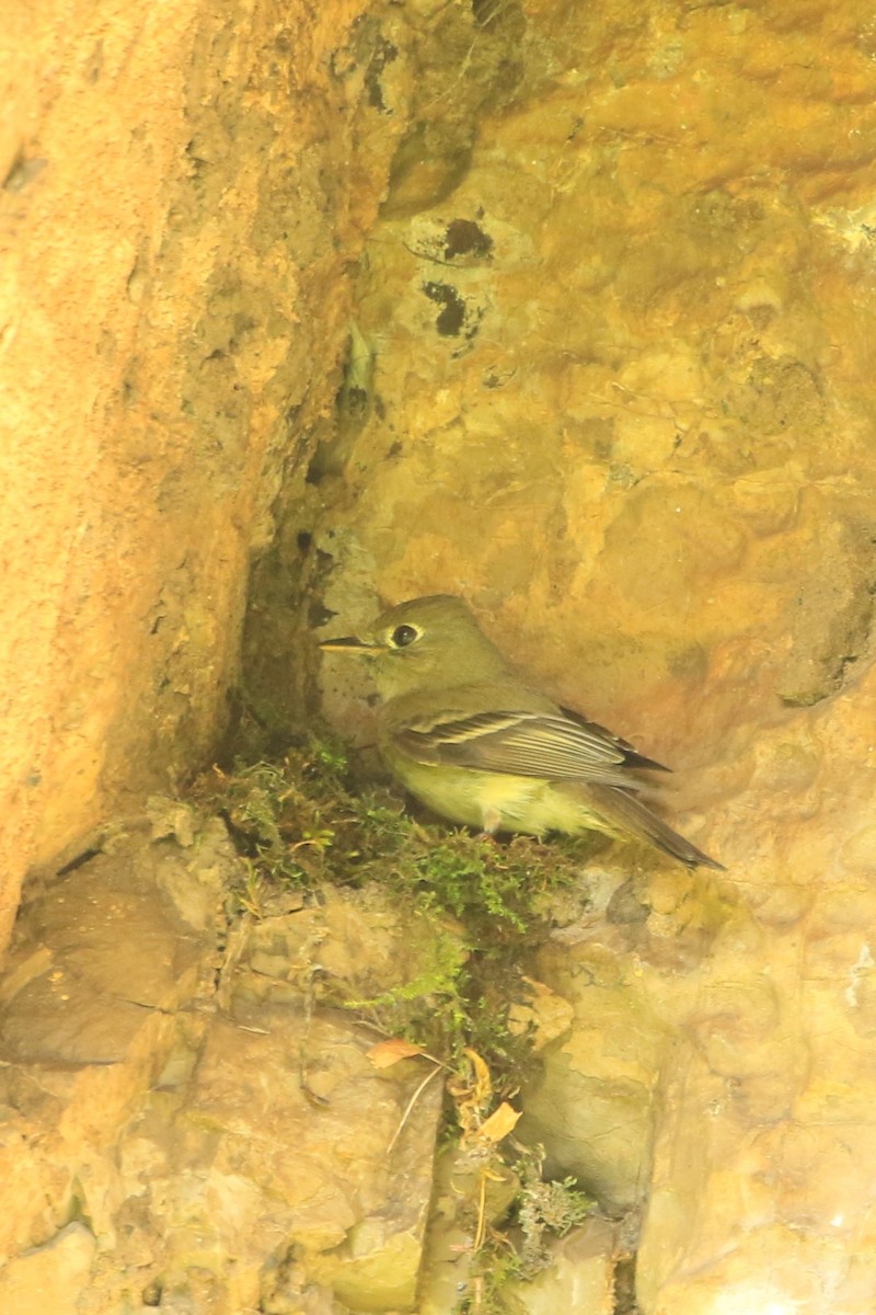 Western Flycatcher (Cordilleran) - Janice Miller