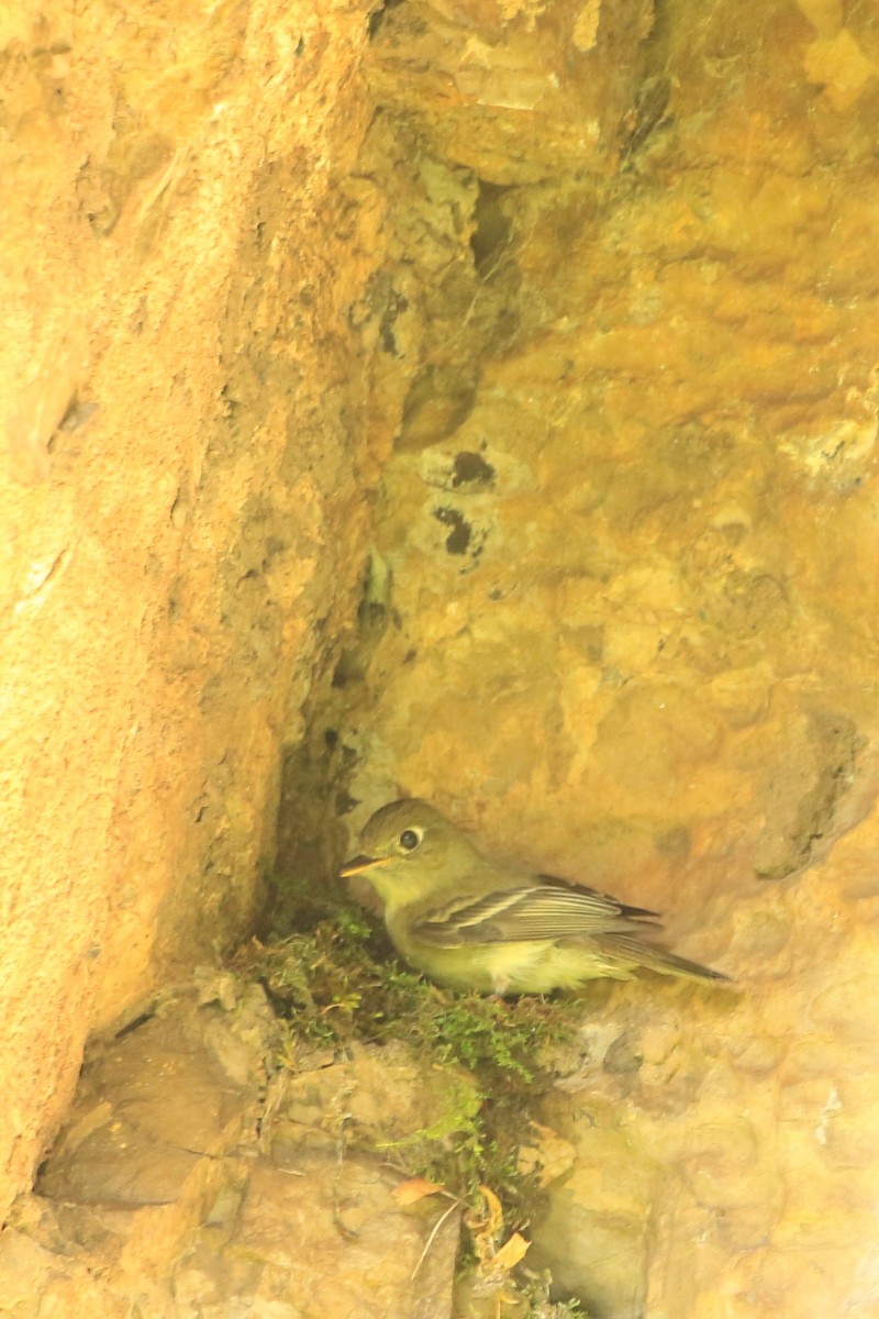 Western Flycatcher (Cordilleran) - ML589397991