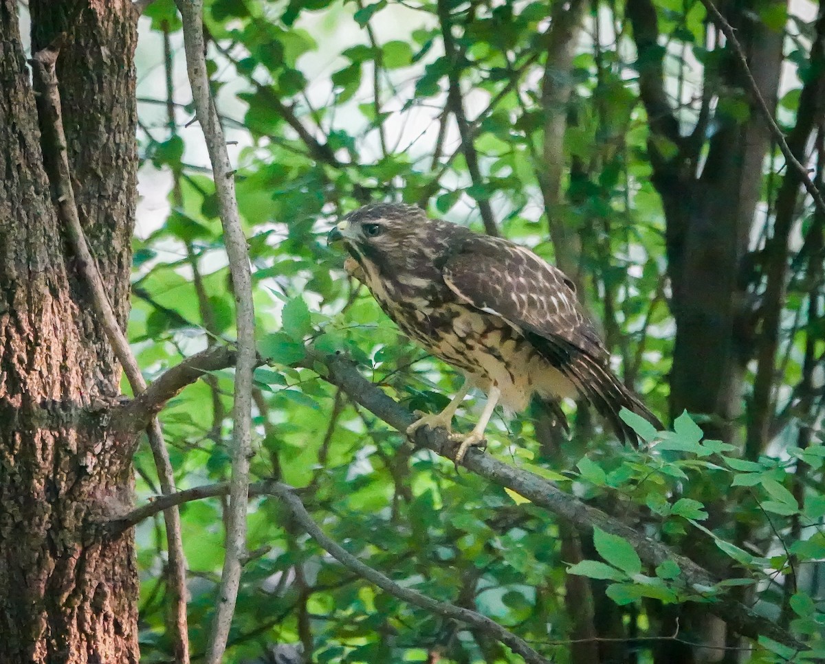 Red-shouldered Hawk - ML589399221