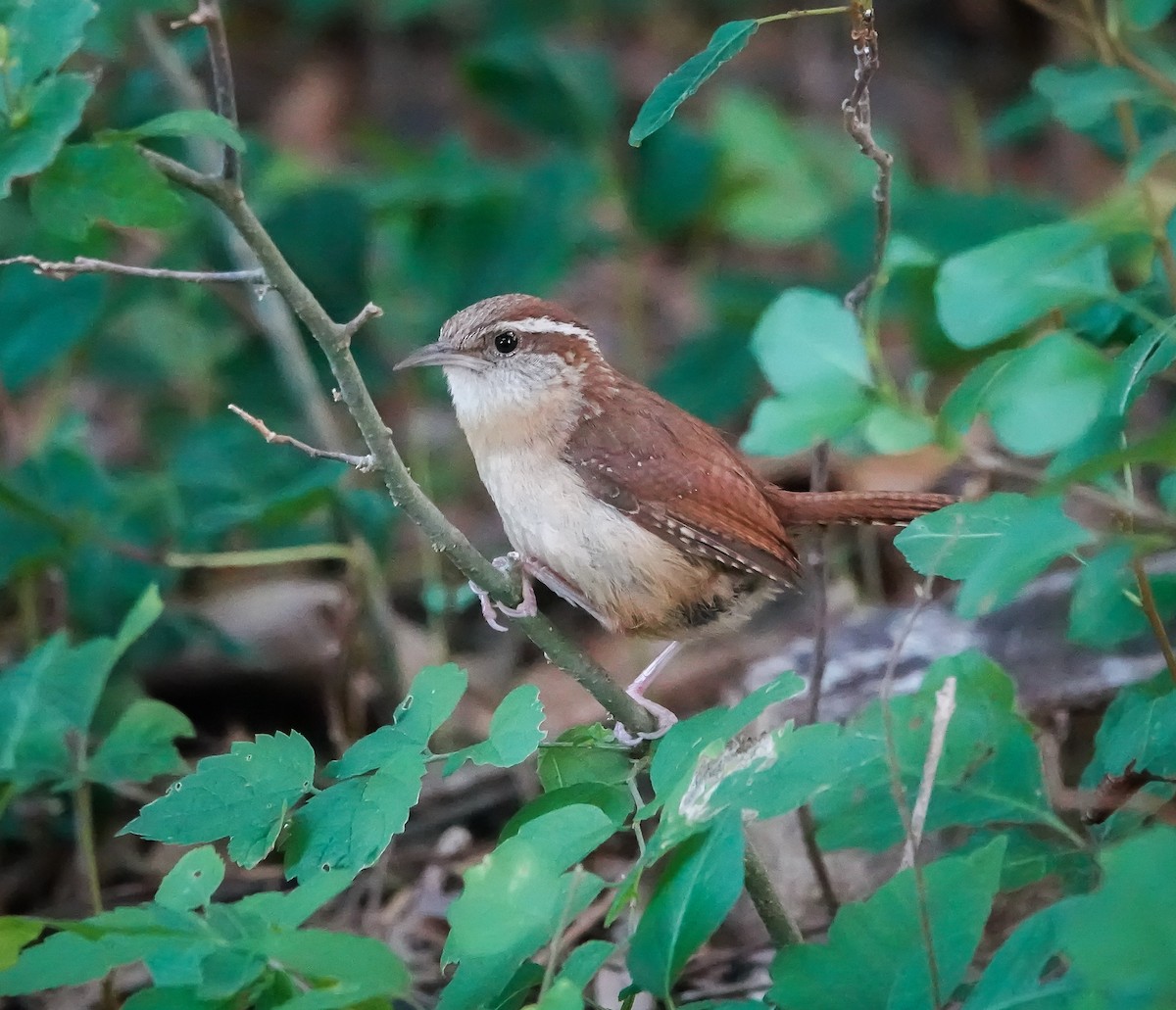 Carolina Wren - ML589399291