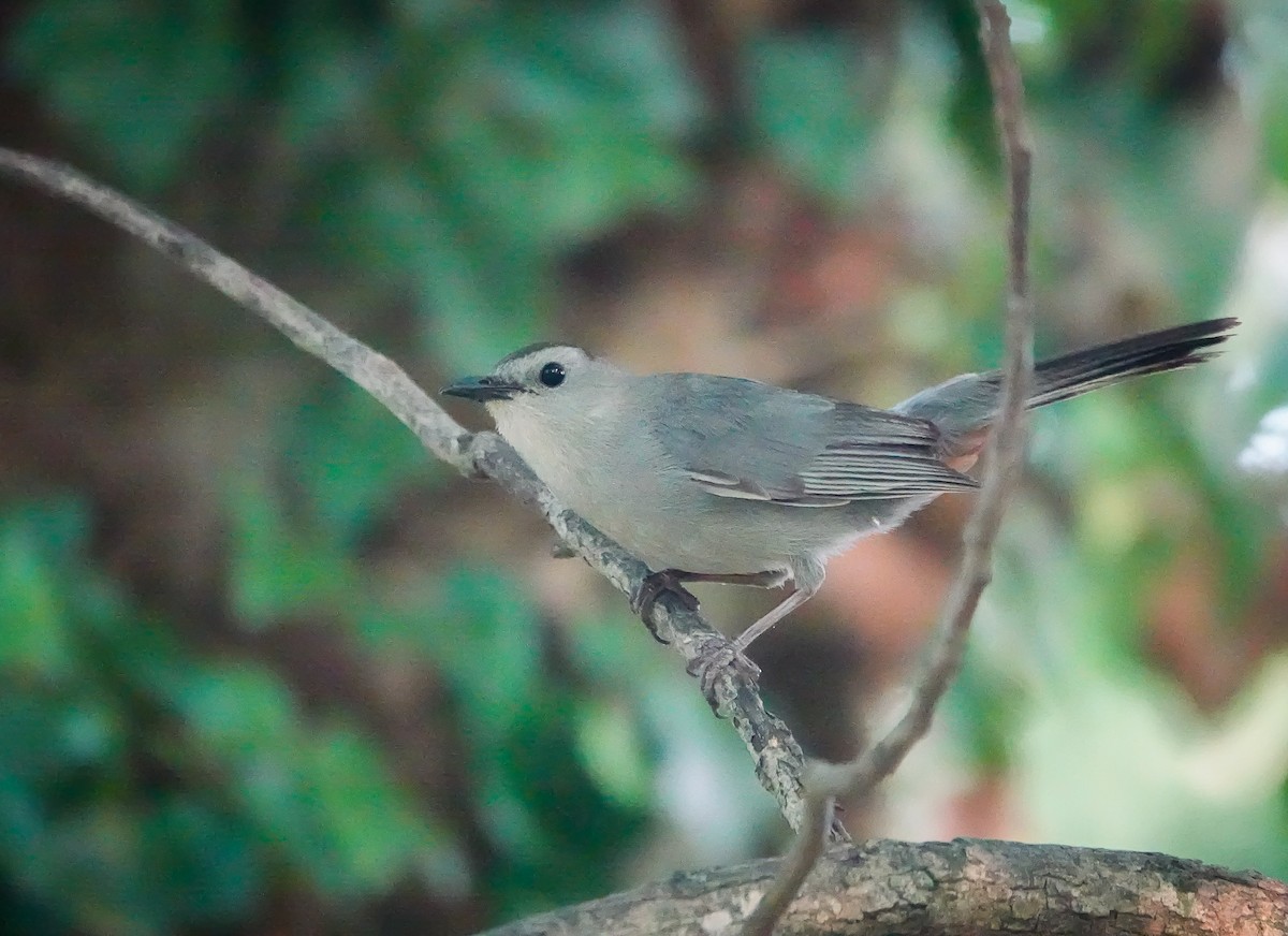 Gray Catbird - ML589399301