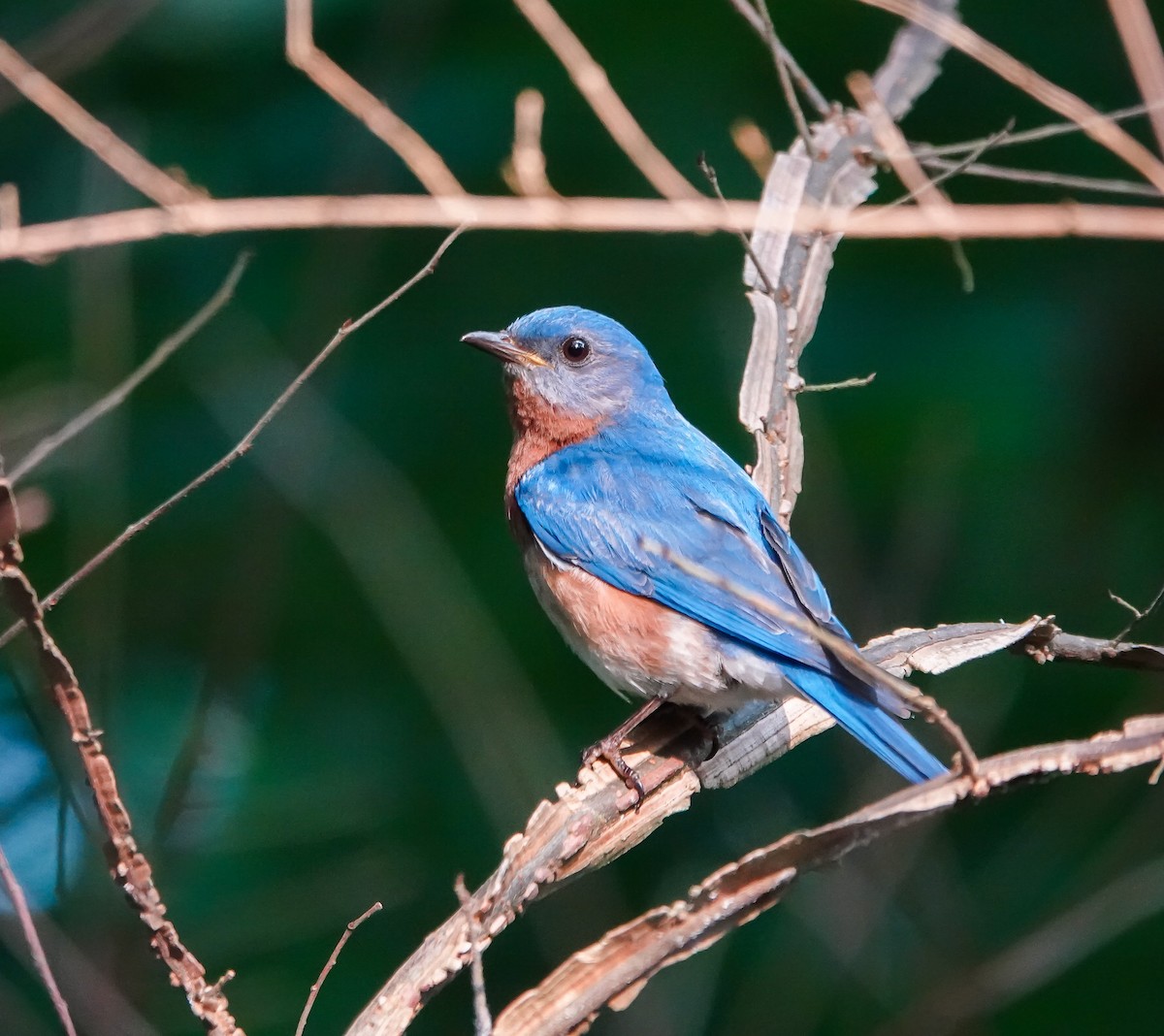 Eastern Bluebird - ML589399321