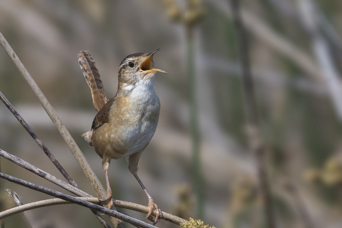Marsh Wren - ML589399471