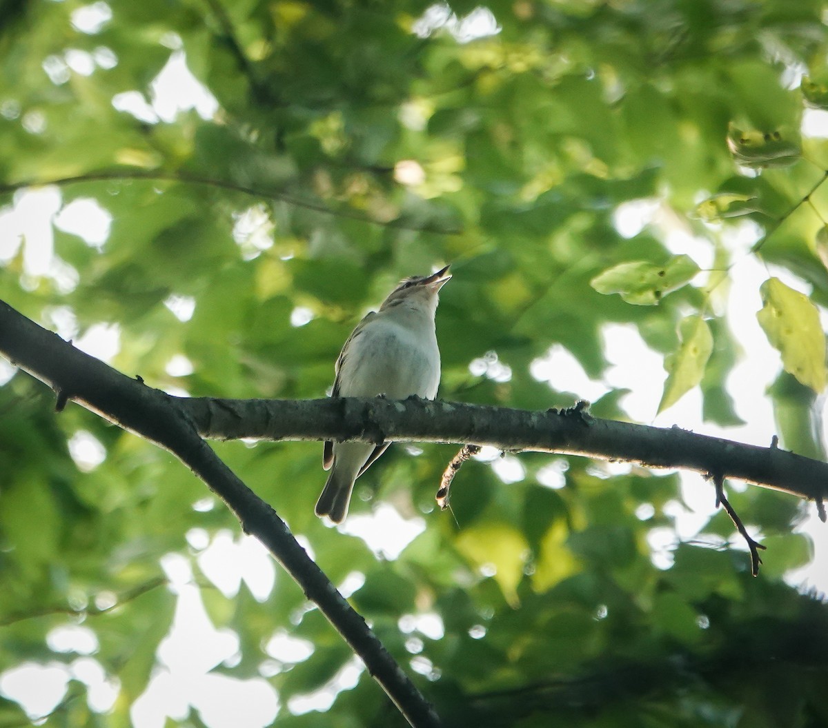 rødøyevireo - ML589399761