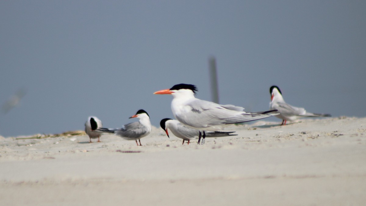 Royal Tern - ML589400021